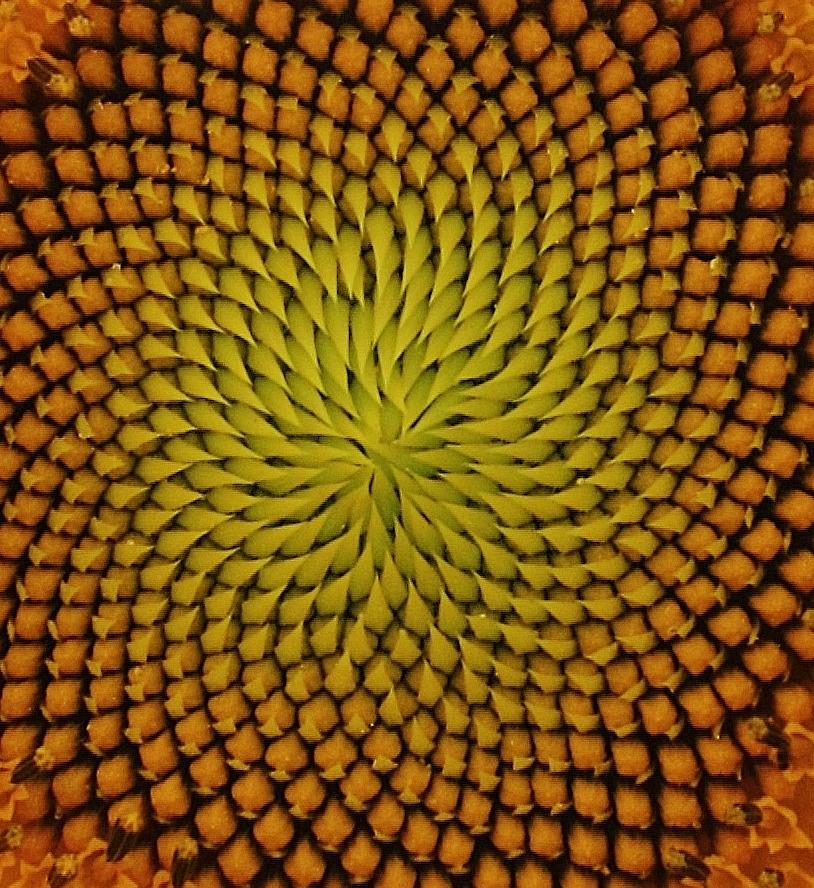 Sunflower seed pattern